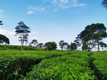 Scenic view of trees on field against sky