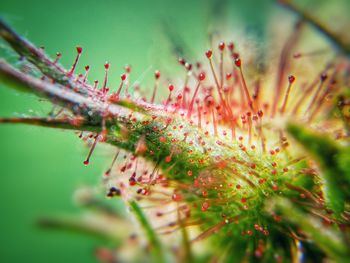 Close-up of red flowering plant