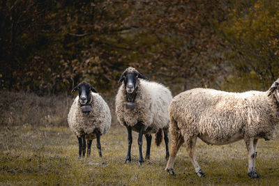 Sheep standing in a field