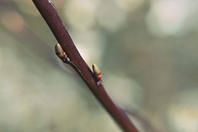 Close-up of plant against blurred background