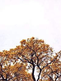 Low angle view of trees against clear sky