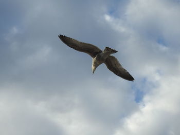 Low angle view of eagle flying in sky