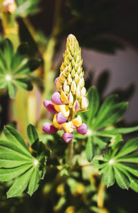 Close-up of pink flowering plant