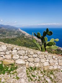 Plants growing on rocks against sky