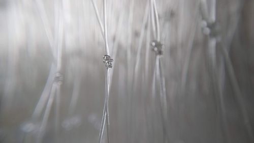 Close-up of wet plant