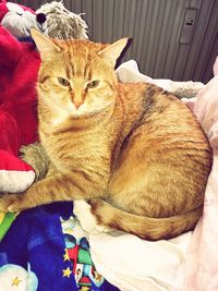 Cat sleeping on bed