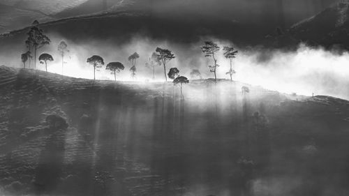 Foggy morning at cukul tea plantation bandung