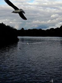 Seagull flying over lake against sky