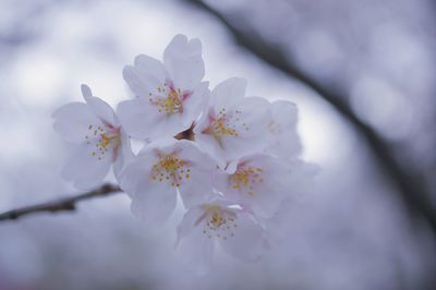 Close-up of cherry blossoms in spring