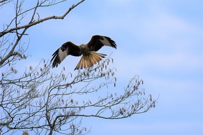 Low angle view of red kite flying against the sky