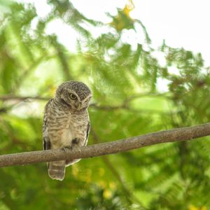 Low angle view of owl perching on tree
