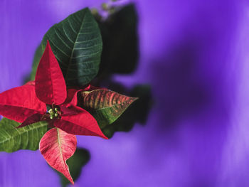 Close-up of red leaves on plant