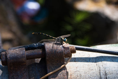 Close-up of insect