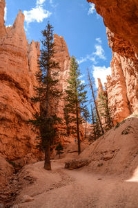 Low angle view of trees