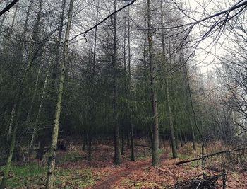 Trees in forest