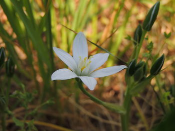 Close-up of white crocus flowers on field