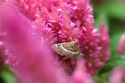 Close-up of butterfly pollinating on pink flower