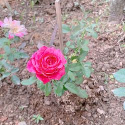 Close-up of pink rose on field