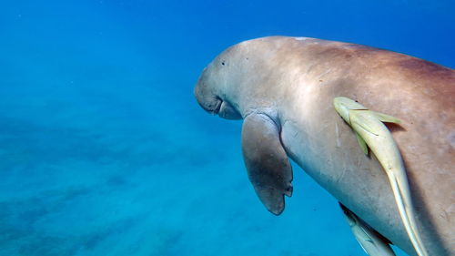 Dugongo. sea cow in marsa alam. marsa mubarak bay.