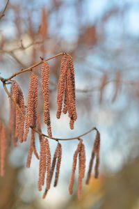 Low angle view of plant against trees