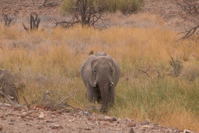 Rear view of elephant walking on land