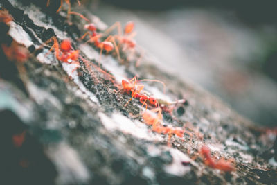 Close-up of crab on plant during winter