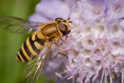 Hover fly on a scabiosa