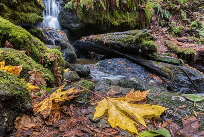 Scenic view of waterfall in forest during autumn