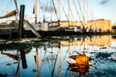 Close-up of leaves floating on lake against sky