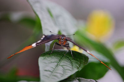 Close-up of insect on plant