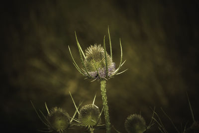 Close-up of flower