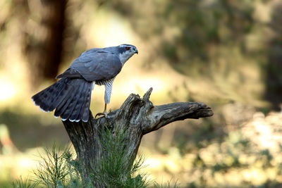 Close-up of bird perching on a tree