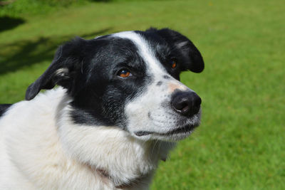 Close-up of border collie looking up on grassy field