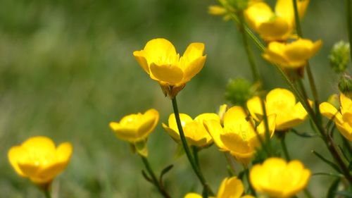 Close-up of yellow flowering plant