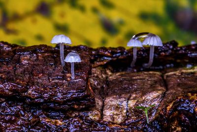 Close-up of mushroom on rock