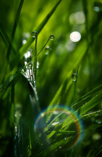 Close-up of water drops on plant