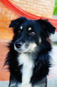 Close-up of border collie looking away