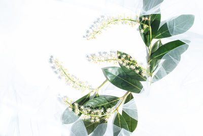 Digital composite image of leaves against white background