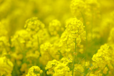 Close-up of yellow flowers