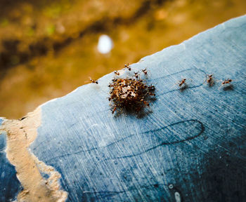 High angle view of ant on wood