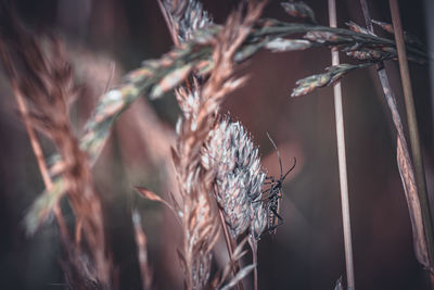 plant