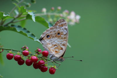 Close-up of butterfly on flower