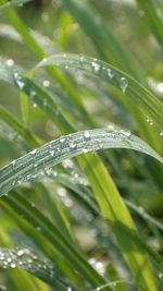 Close-up of wet plant during rainy season