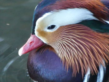 Close-up of duck by lake
