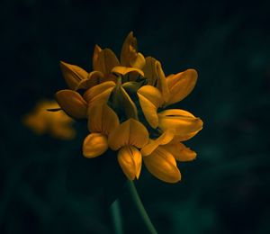 Close-up of yellow flowering plant