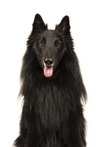 Close-up of black dog against white background