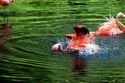 Flamingo is splash in water