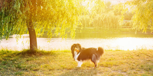 Dog running on field