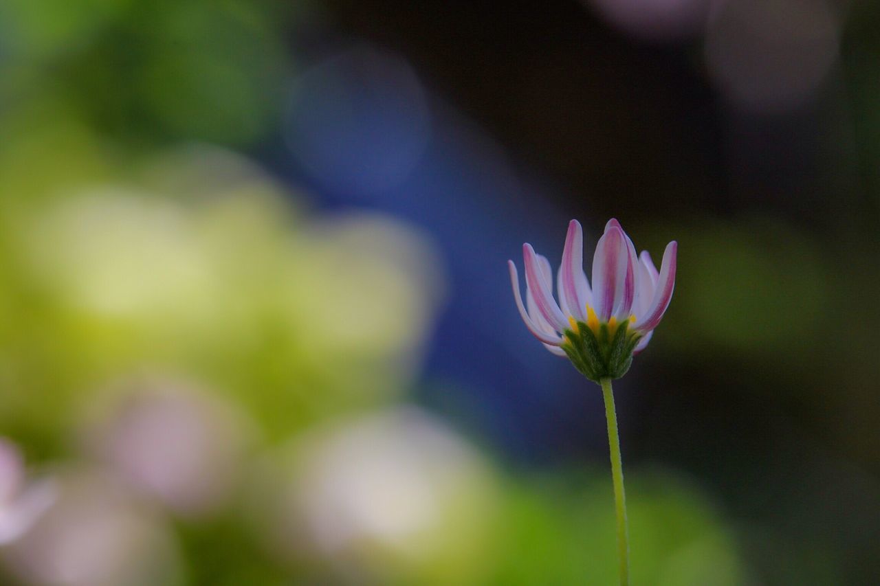 flower, petal, freshness, fragility, flower head, growth, beauty in nature, focus on foreground, stem, close-up, plant, nature, blooming, selective focus, single flower, purple, in bloom, blossom, bud, outdoors