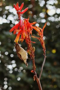 Close-up of red flowering plant